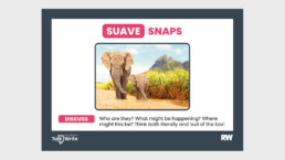 Suave snaps - two elephants
